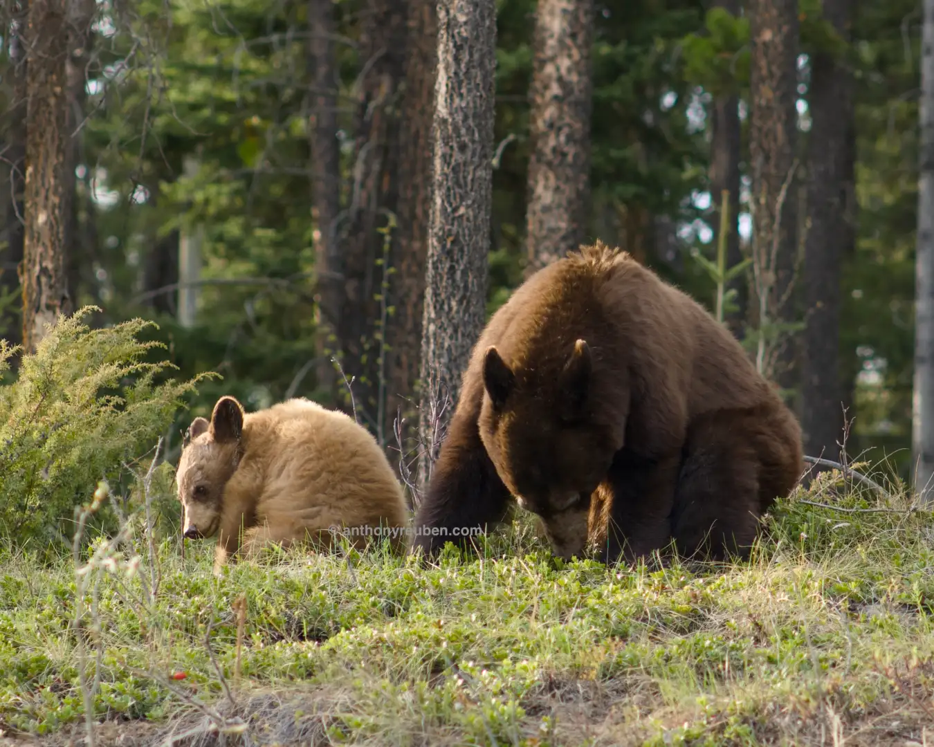 Black bear and her cub sitting side by side with trees in the background